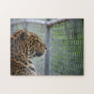 Leopard in Käfig
