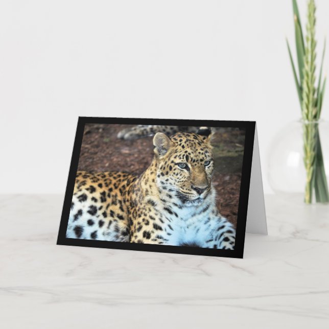 Leopard in Ruhe Karte (Vorderseite)