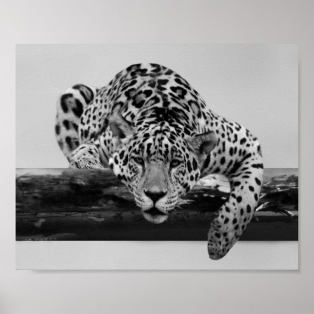 Leopard in Schwarz und Weiß Poster (Vorne)