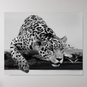 Leopard in Schwarz und Weiß Poster