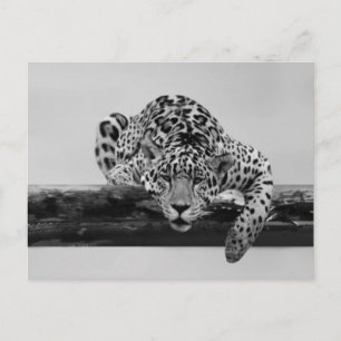 Leopard in Schwarz und Weiß Postkarte