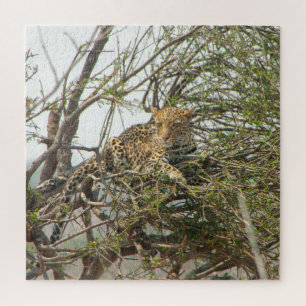 Leopard in Tree