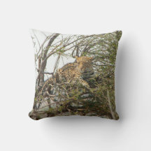Leopard in Tree