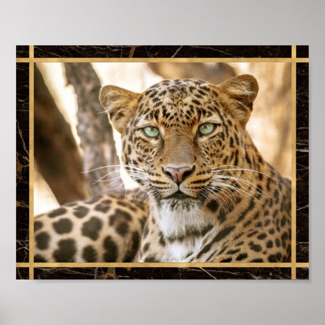 Leopard Katzen Foto Bild Druck Poster (Vorne)