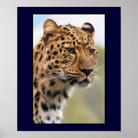 Leopard-Kopfschuss