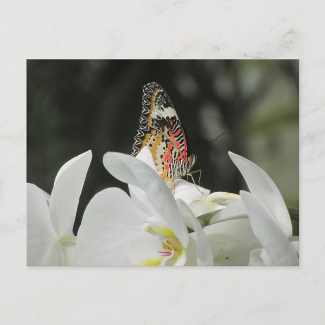 Leopard Lacewing Butterfly auf der Weißen Orchidee Postkarte (Vorderseite)