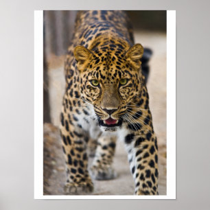 Leopard Laufendes Foto Poster