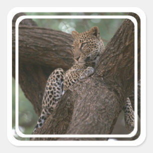 Leopard-Lebensraum-Aufkleber Quadratischer Aufkleber