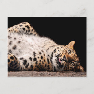Leopard legt auf ihrem Rücken Postkarte