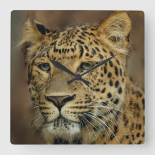 Leopard Liebe Kunst Quadratische Wanduhr
