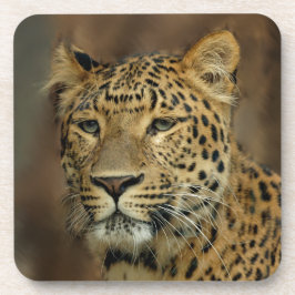 Leopard Liebe Kunst Untersetzer