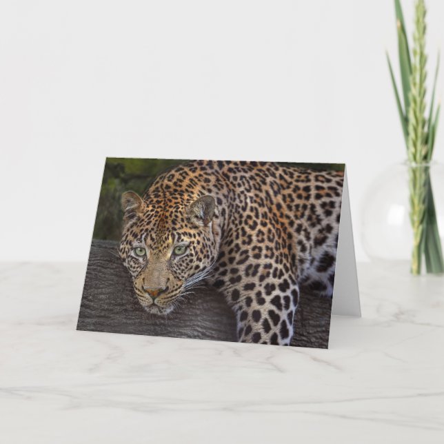 Leopard Lounging Karte (Vorderseite)