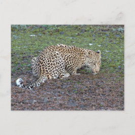 Leopard macht uns den Kopf Postkarte