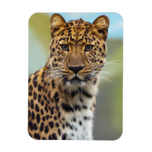 Leopard Magnet