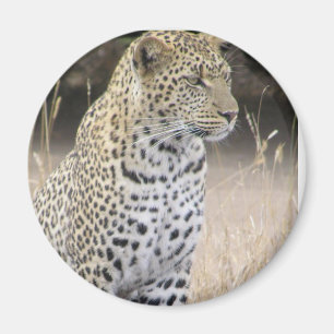 Leopard Magnet