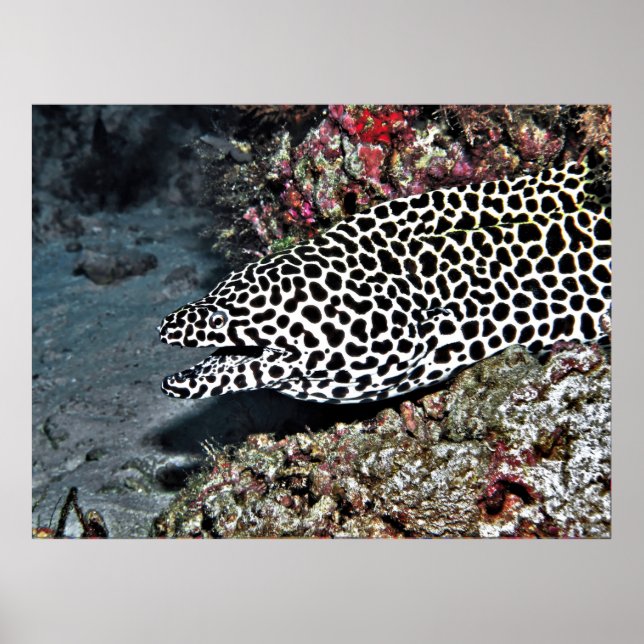 Leopard Moray Eel Poster (Vorne)