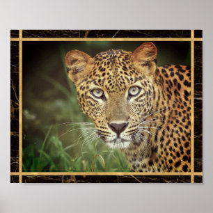 Leopard Nahaufnahme Gesichtsfoto Bild Druck Poster