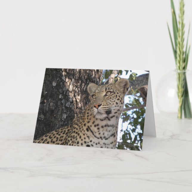 LEOPARD NAHAUFNAHME KARTE (Vorderseite)