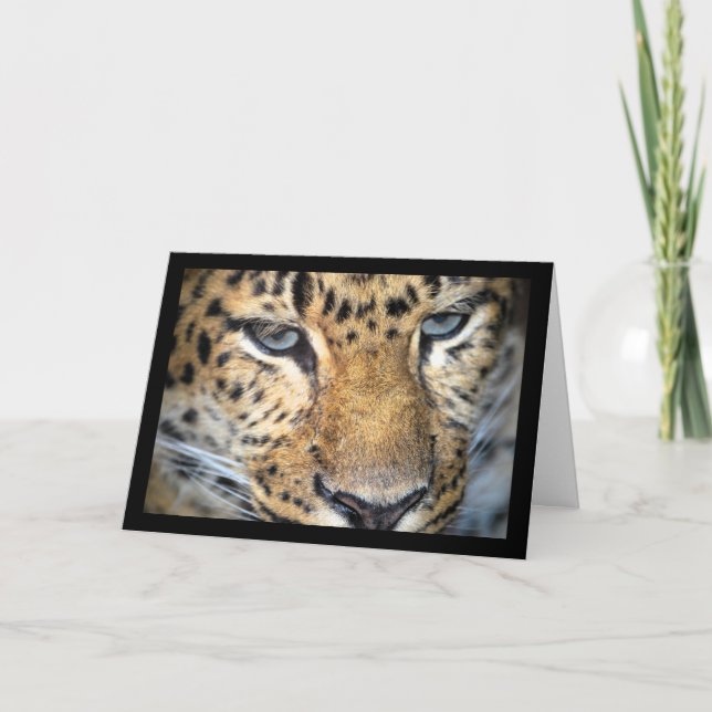Leopard Nahaufnahme Karte (Vorderseite)