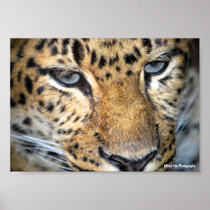 Leopard Nahaufnahme Poster