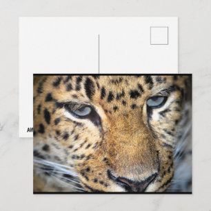 Leopard Nahaufnahme Postkarte