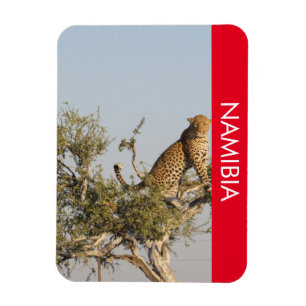 Leopard, Namibia Magnet