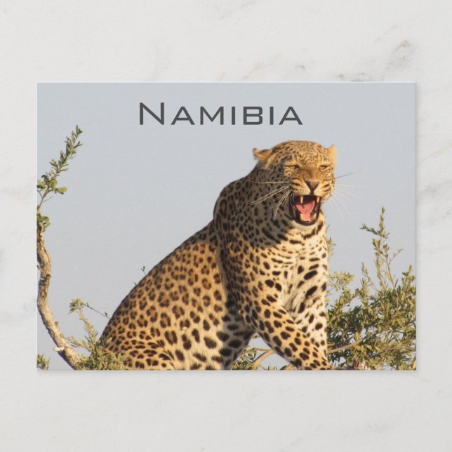 Leopard, Namibia Postcard Postkarte (Vorderseite)