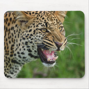 Leopard, Natur, wild lebende Tiere Mousepad