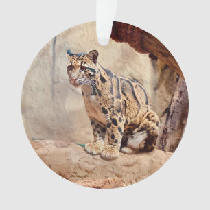léopard nébuleux image nature