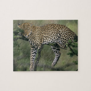 Leopard, (Panthera pardus), Kenia, Masai Mara