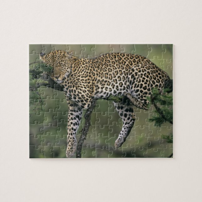 Leopard, (Panthera pardus), Kenia, Masai Mara (Horizontal)