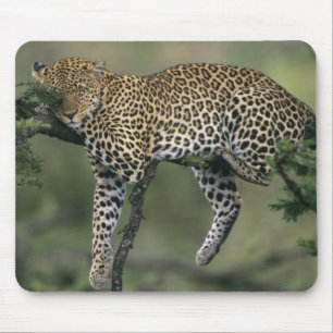 Leopard, (Panthera pardus), Kenia, Masai Mara Mousepad