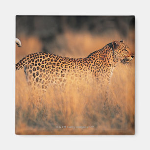 Leopard (Panthera pardus) Magnet