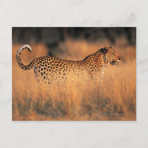 Leopard (Panthera pardus) Postkarte