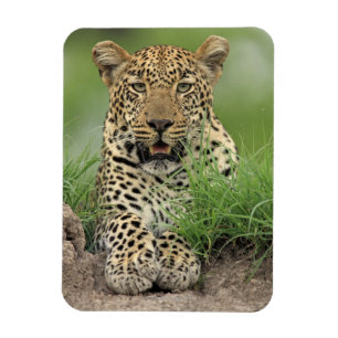 Leopard, Panthera pardus, Sabi Sabi Magnet