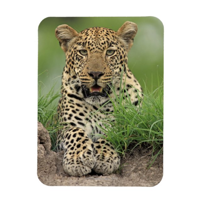 Leopard, Panthera pardus, Sabi Sabi Magnet (Vertikal)