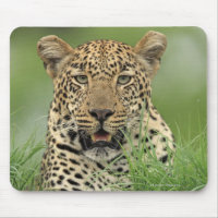 Leopard, Panthera pardus, Sabi Sabi