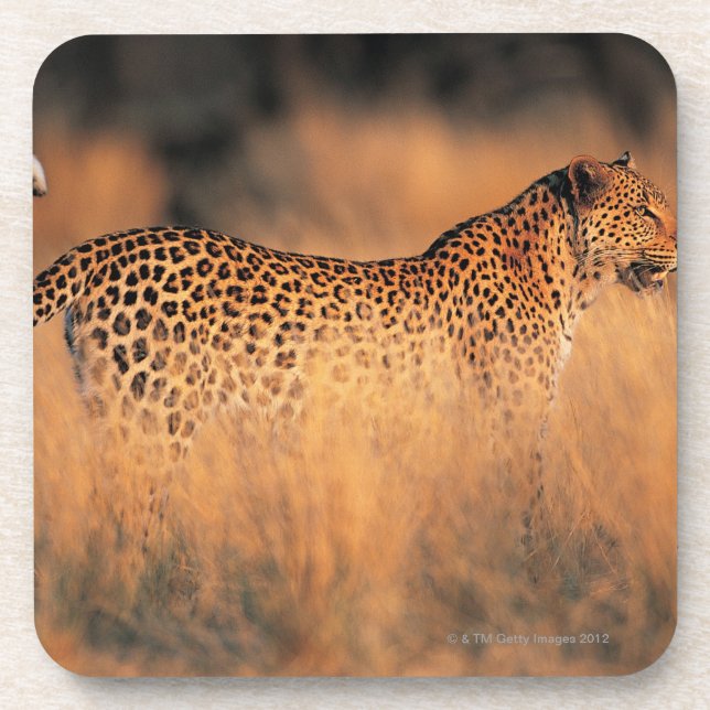 Leopard (Panthera pardus) Untersetzer (Vorderseite)
