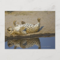 Leopard (Panthera pardus), weibliche Rolle auf