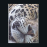 Leopard Picture Postcard Postkarte<br><div class="desc">Leoparden Katzendesign auf Geschenken.</div>