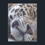 Leopard Picture Postcard Postkarte<br><div class="desc">Leoparden Katzendesign auf Geschenken.</div>