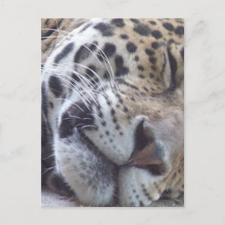 Leopard Picture Postcard Postkarte