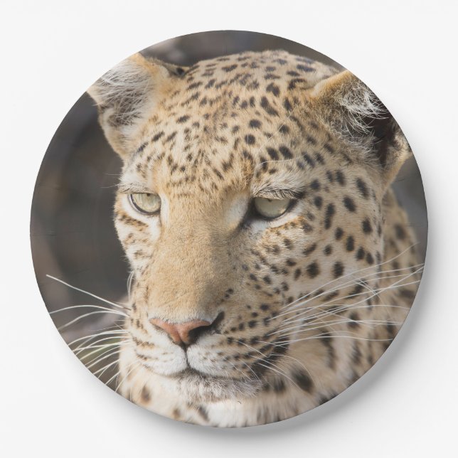 Leopard-Portrait-Foto Pappteller (Vorderseite)