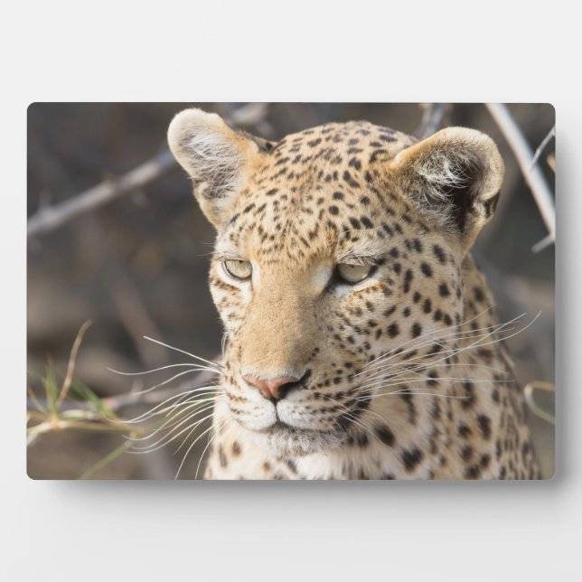 Leopard-Portrait Fotoplatte (Vorderseite)