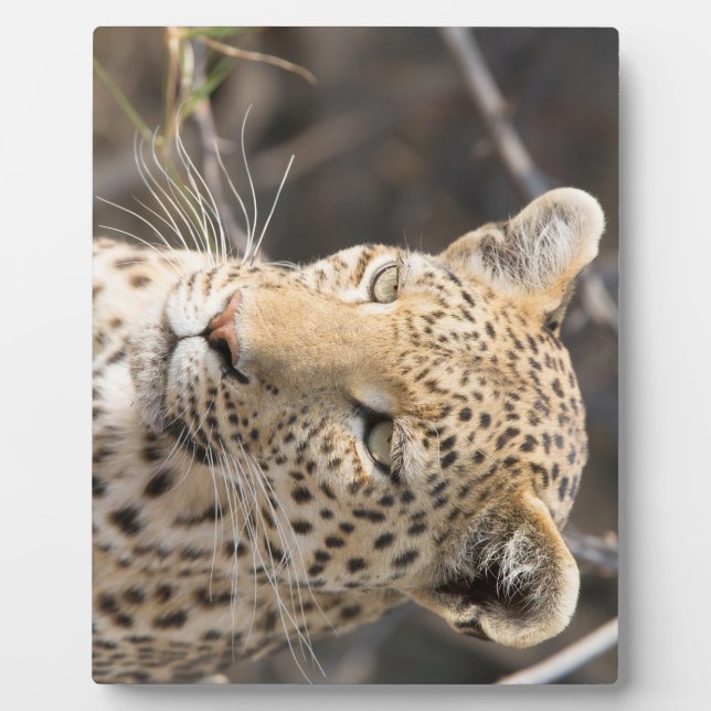 Leopard-Portrait Fotoplatte (Vorderseite)