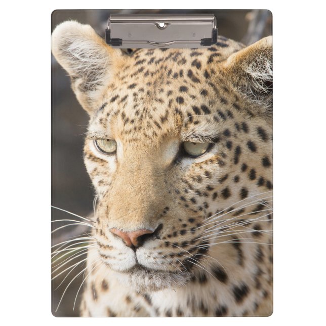 Leopard-Portrait Klemmbrett (Vorderseite)