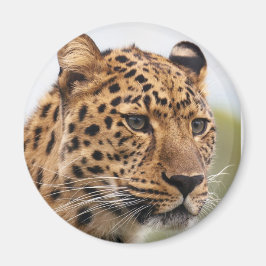 Leopard Portrait Magnet