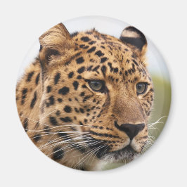 Leopard Portrait Magnet