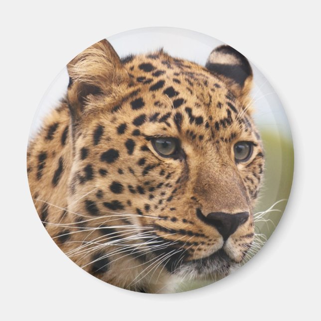 Leopard Portrait Magnet (Vorne)
