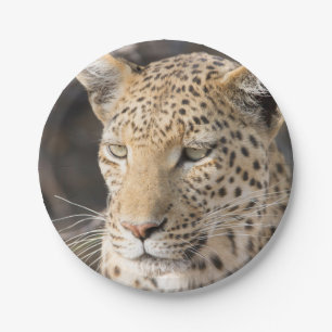 Leopard-Portrait Pappteller